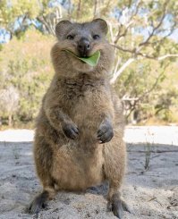 Самый милый зверек на свете? А как же квокка?)