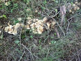 солоухин. железный авторитет по грибам считал что действительно смертелен только один гриб-бледная поганка. остальные грибы он ел  после соответствующей обработки. мои в китае сфоткали грибы что продают у них на рынке и в магазине.  на мое мнение сплошной яд. а они едят и хоть бы что. вот грибы , что выросли в прошлом году под окном. знакомая  срезала их и просто пожарила говорит, что вкусно  а я побоялась.