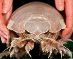 Можно и изоподов.Те же мокрицы,только большие.)