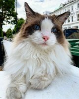 Кот белых ходоков.