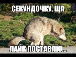Прикольные и смешные картинки