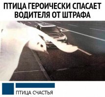 NeFормат