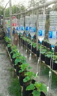 Агрономия вообще не точная наука, но если из полуторалитровой бутылки, на каждый куст, падает по две капли в секунду, то - в 1 мл. воды это 20 капель, в 1500 мл. воды это  30 000 капель, делим на 120 капель в минуту, это 500 мл в час и это 8 часов. 
Не понял одного - жена у меня поливает помидоры где то за час 40 кустов, и в помидорах главное не перелить!!!!!  Теперь попробуйте представить как хрупкая женщина поднимает 7 литровое ведро, на уровень плечевого пояса и разливает воду по бутылкам  Есть ощущение, что меня убили бы за такой полив до созревания пасленовых