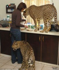 Но принадлежат к семейству кошачьих.:)