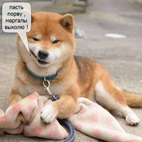 25 смешных сиба-ину