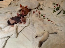 Котенок из Японии, который спит на спине как человек