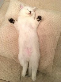 Котёнок из Волгограда, который тоже спит на спине) Теперь это взрослый кот, что не мешает ему продолжать спать в этой же позе)
