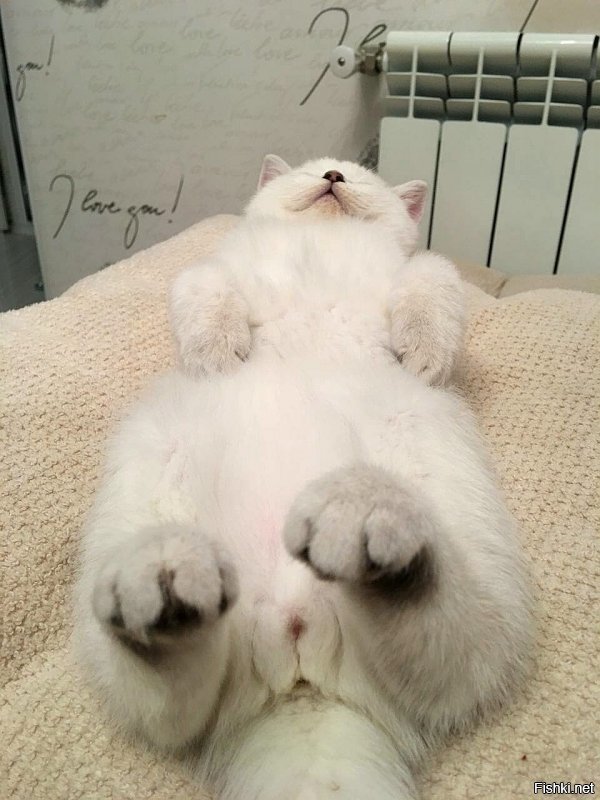 Котенок из Японии, который спит на спине как человек