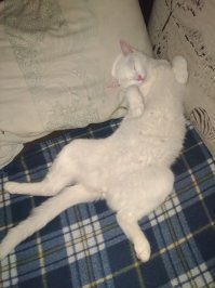 Его так положили, уже спящего. И вообще, много кошек спят на спине, не такой уж это и феномен.
Вот моя мартышка, например.