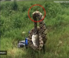 >Чейз МакКрей выловил из водоема живую рыбу, в которую мертвой хваткой вцепилась крупная змея...
---
Если это так, почему на крючке не рыба, а змея?
