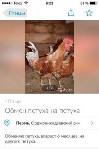 "- Продам петуха. Кур топчет, уток топчет, гусей топчет.
- А зачем продаёшь?
- На жену засматриваться начал."