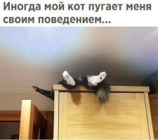Котенок из Японии, который спит на спине как человек