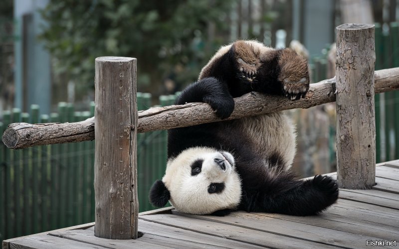 "Панды могут спать по 12 часов в сутки, а оставшееся от еды и сна время они по большей части проводят неподвижно"... (с)

Мужики, похоже, я Панда