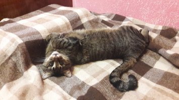 Котенок из Японии, который спит на спине как человек