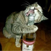Составьте хозяевам компанию.