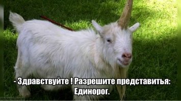 Прикольные и смешные картинки