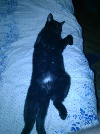 Солнце никого на свете не предаёт! Монолог котенка