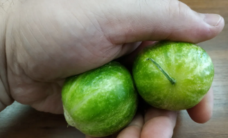 А это огурцы Смайлики, похожие на арбуз, размером с крыжовник.