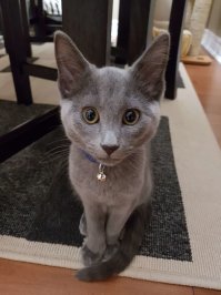 Кстати без котов жить не могу. Зимой завел нового себе. Симпотичный, правда не сэр, хоть и породистый.