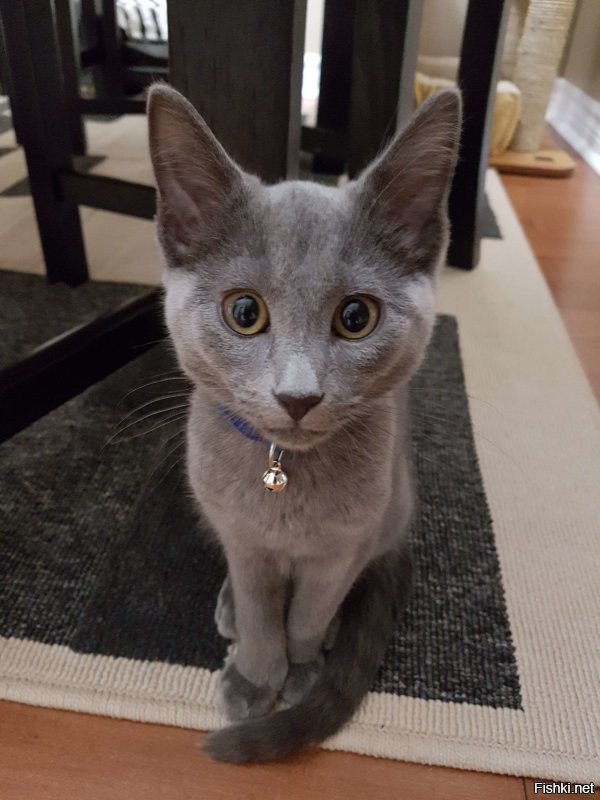 Кстати без котов жить не могу. Зимой завел нового себе. Симпотичный, правда не сэр, хоть и породистый.