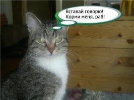 Кто нибудь видал толпу кошек которые тащат нарты по заснеженной тундре?