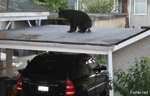 Привет, сосед! Я к тебе в гости