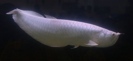 Самой дорогой рыбой в мире является платиновая Arowana. Это самая дорогая аквариумная рыба в мире, известная, также, как белая Arowana. ... Например, за одну такую рыбку владельцу в Сингапуре предлагали 400 000 $, но владелец не продал свою платиновую Arowana.