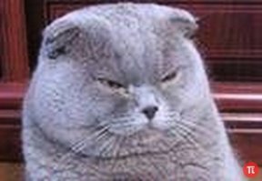 бидар какий то что ли?..