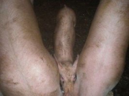 Всё правильно, всё по Фрейду