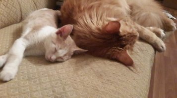 Мы тоже два года назад подобрали на помойке блохастое больное чудовище, чудовище выросло и заматерело)))