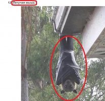 60 причин, почему стоит отказаться от поездки в Австралию