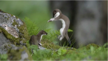 Автор, когда подбираете фотографии для поста проверяйте их.
Пост у вас про ласку, но как минимум на двух фотографиях горностай.
100% способ отличить ласку от  горностая - у горностая всегда чёрный кончик хвоста. У ласки нет.