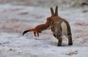 Автор, когда подбираете фотографии для поста проверяйте их.
Пост у вас про ласку, но как минимум на двух фотографиях горностай.
100% способ отличить ласку от  горностая - у горностая всегда чёрный кончик хвоста. У ласки нет.