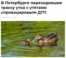 Остановиться на мосту, что строго запрещено в ПДД, чтобы спасти котёнка, при этом рискуя жизнями людей... Куда кактится этот мир? Всё как кино: спасают котиков и собачек, а люди дохнут пачкам- бабы же ещё нарожают, йопт