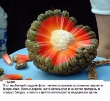 10 экзотических фруктов, о которых вы, может быть, даже не подозревали