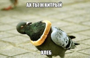 Пернатый дегустатор салатов в магазине «Магнит»