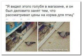 Пернатый дегустатор салатов в магазине «Магнит»