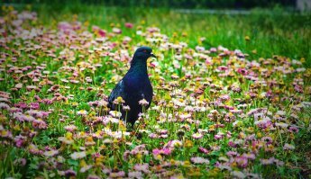 Пернатый дегустатор салатов в магазине «Магнит»