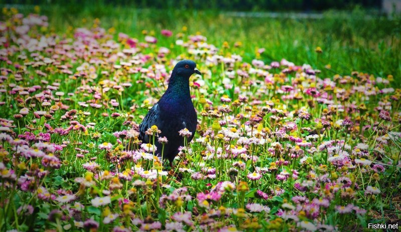 Пернатый дегустатор салатов в магазине «Магнит»