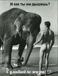 Интересные факты о слонах