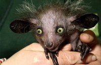 Мадагаскарская руконожка  

Марабу 

Альмикви

Мускусная утка 

Миксина 
И ещё , бесконечное количество животных.