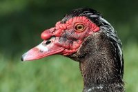 Мадагаскарская руконожка  

Марабу 

Альмикви

Мускусная утка 

Миксина 
И ещё , бесконечное количество животных.