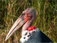 Мадагаскарская руконожка  

Марабу 

Альмикви

Мускусная утка 

Миксина 
И ещё , бесконечное количество животных.