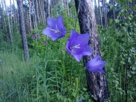 Окрестности Сызрани.