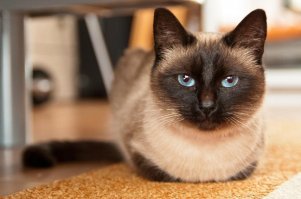 У нашего кота мама сиамка, а папа рыжий перс. 
Наш кот: