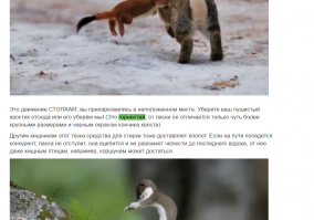 Чуть внимательнее читайте текст.
Цитата: Это движение СТОПХАМ, вы припарковались в неположенном месте. Уберите ваш пушистый хвостик отсюда или его уберём мы! (Это горностай, от ласки он отличается только чуть более крупными размерами и черным окрасом кончика хвоста)