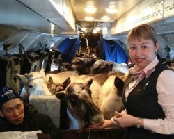 А потом кавказцы удивляются, почему это их не любят