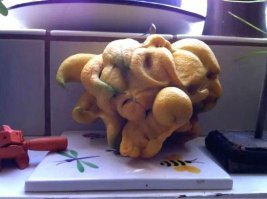 25 овощей и фруктов странной наружности, которые заставят взглянуть на них дважды