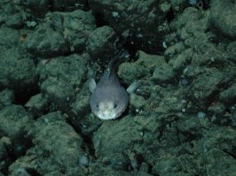 Отличия не существенны)