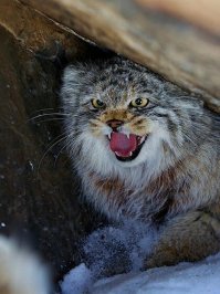 Манул — самая фотогеничная кошка в мире